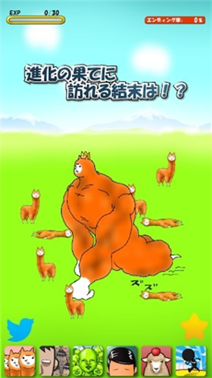 兄貴羊駝1