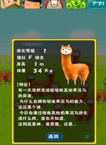 兄貴羊駝1