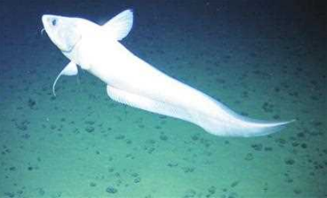 魔獸世界新鮮的鼠尾魚釣魚位置攻略