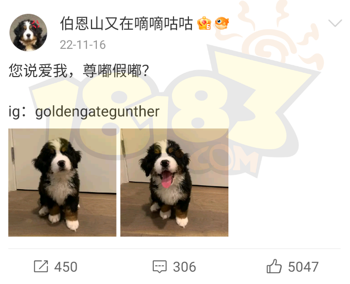 尊嘟假嘟什么梗 尊嘟假嘟梗介紹