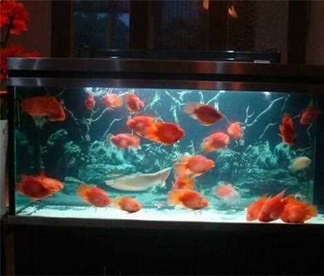 魚食喂太多攻略_魚食喂太多魚缸里養的金魚容易香消玉殞主要是因為