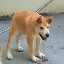 Doggo(DOGGO)