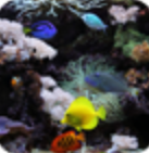 水族館動態壁紙 漢化版v2.0.0