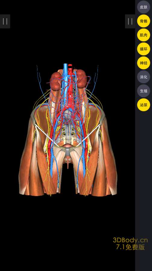 3Dbody解剖2