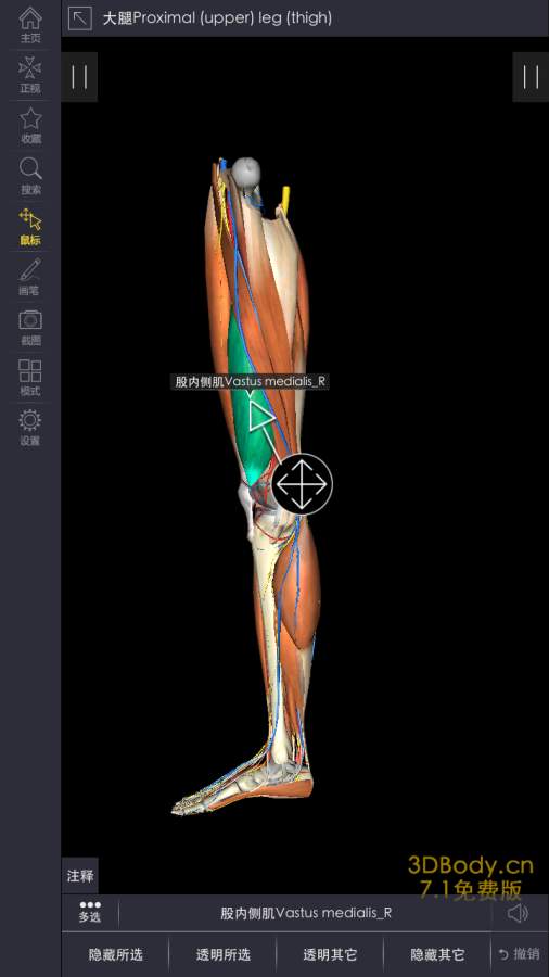 3Dbody解剖4
