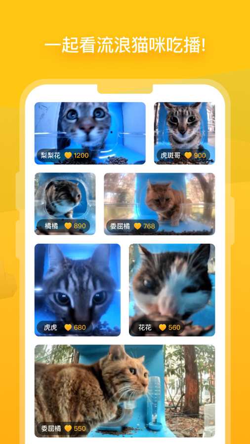 街貓2
